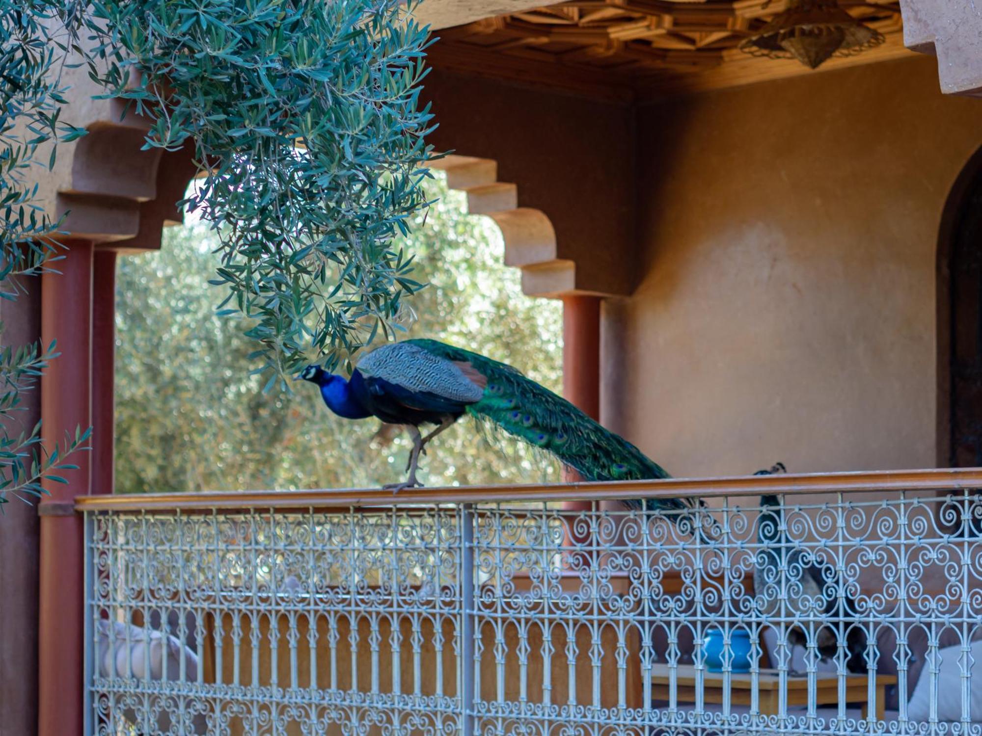 Вилла Ferme Sidi Safou & Spa Марракеш Экстерьер фото