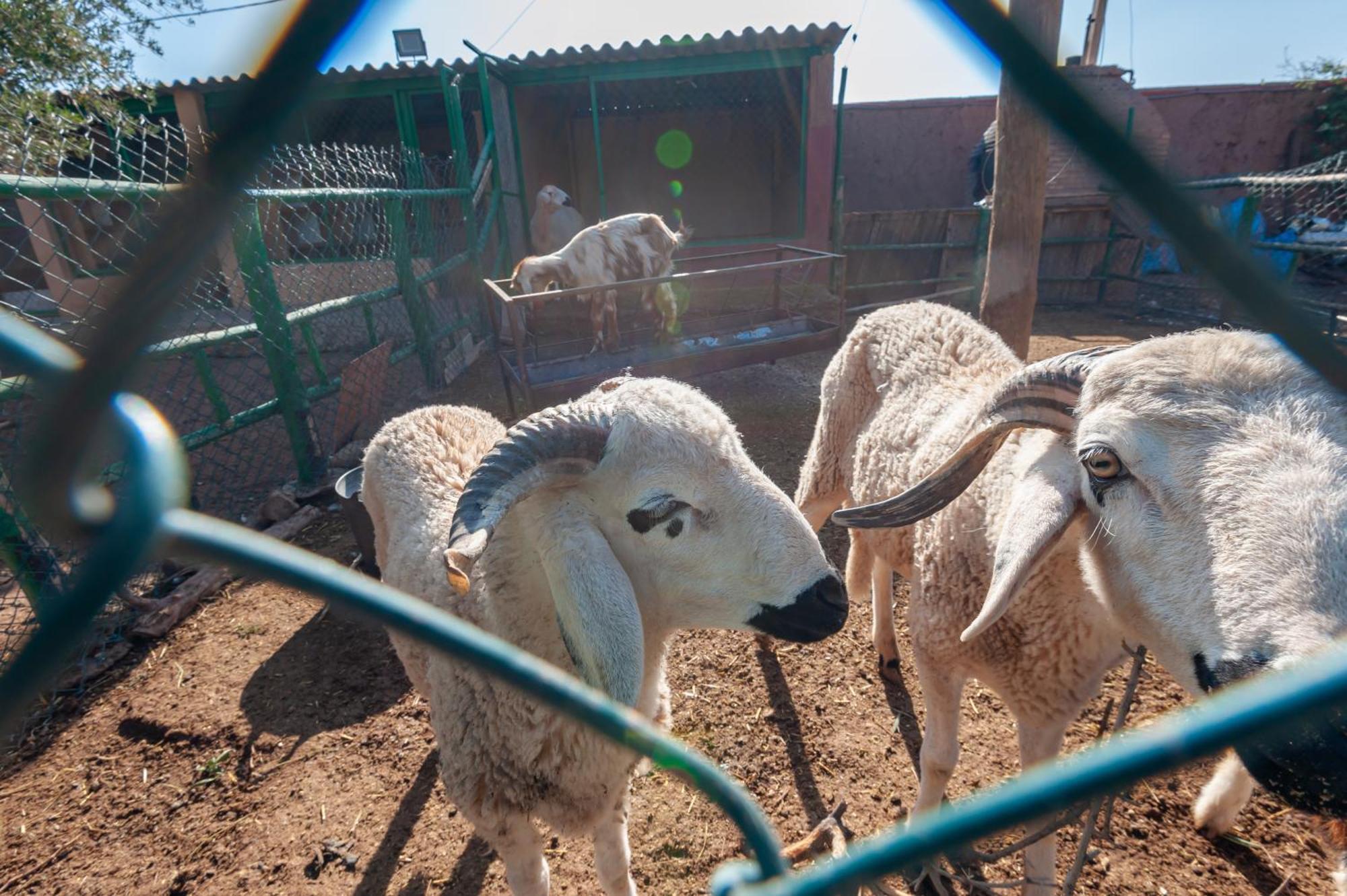 Вилла Ferme Sidi Safou & Spa Марракеш Экстерьер фото