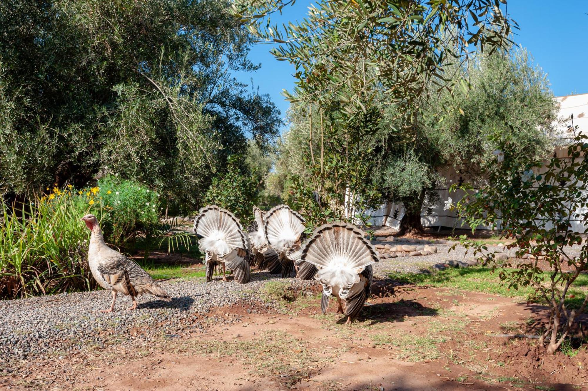 Ferme Sidi Safou & Spa Марракеш Экстерьер фото