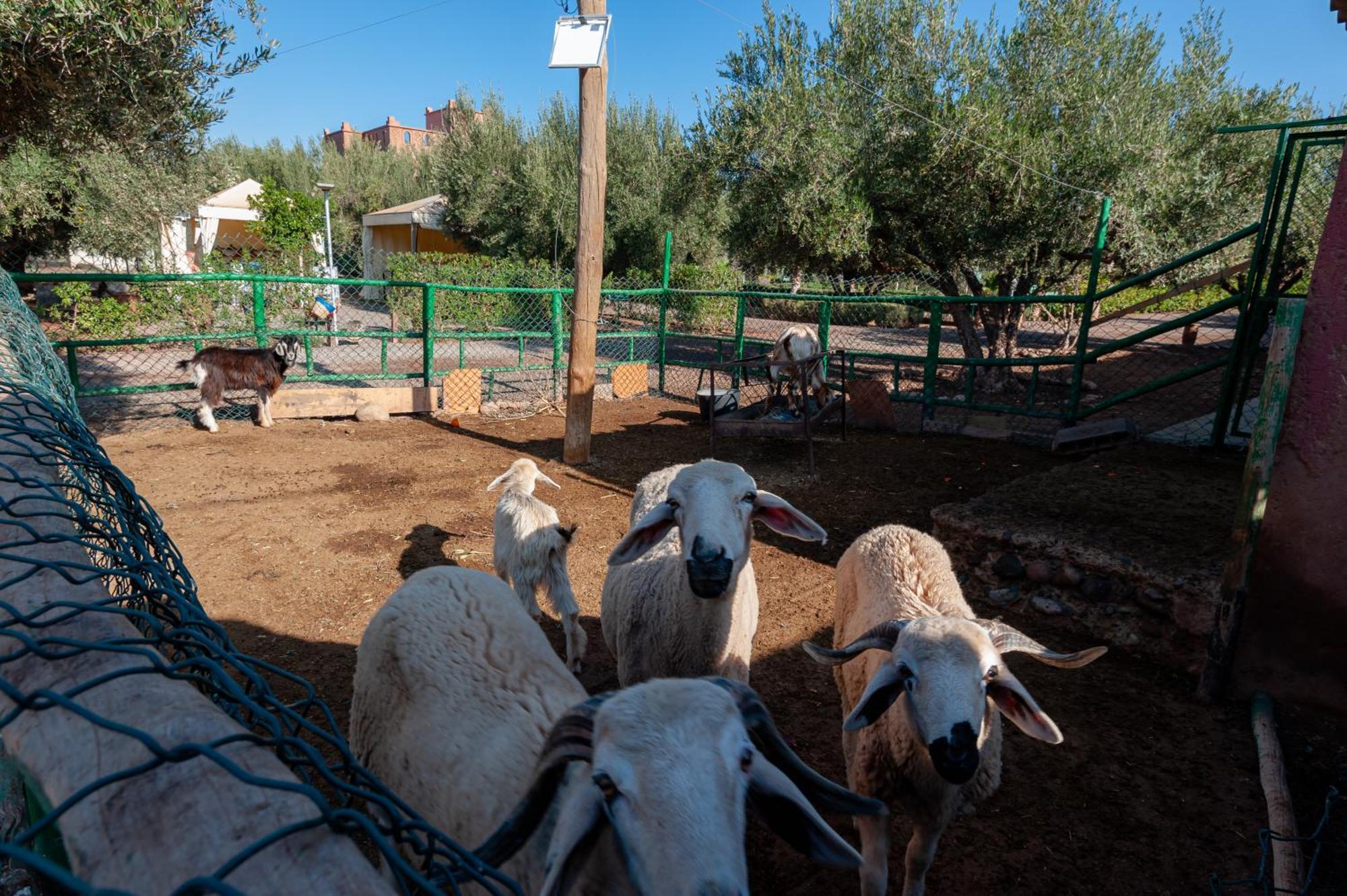 Вилла Ferme Sidi Safou & Spa Марракеш Экстерьер фото