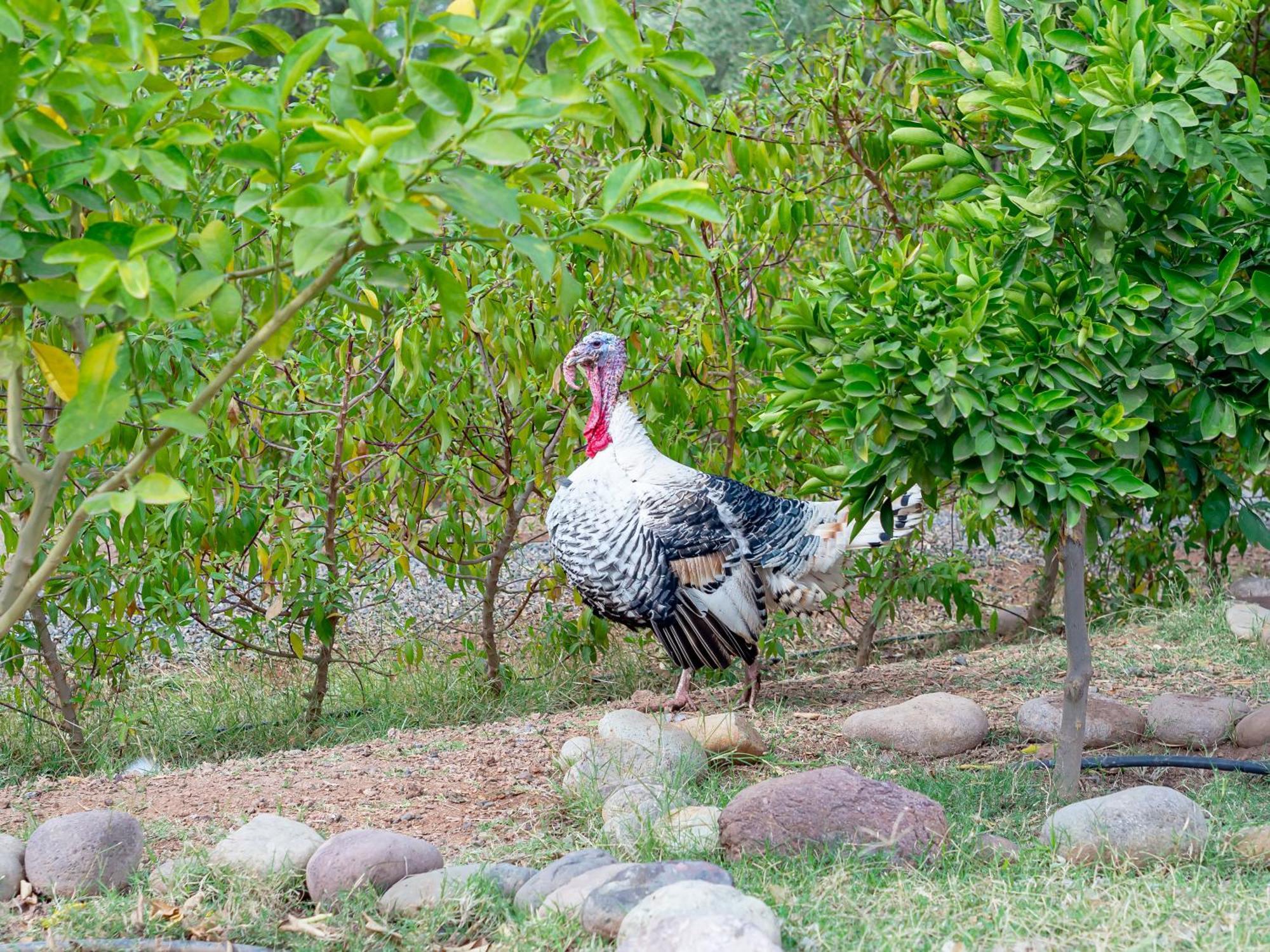 Ferme Sidi Safou & Spa Марракеш Экстерьер фото